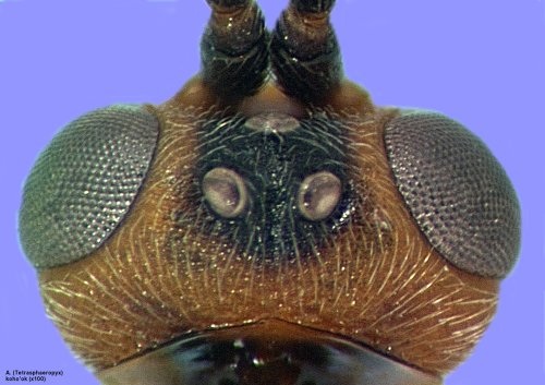 image of Aleiodes haematoxyloni vertex with large ocelli